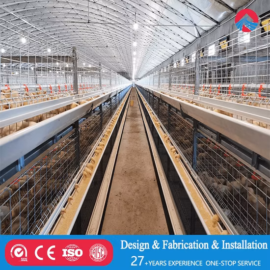 One-Stop Steel Structure Poultry Chicken House